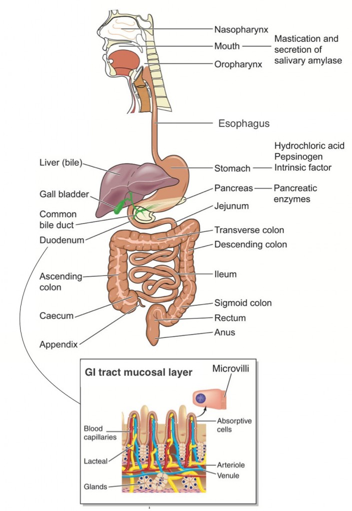 gi tract digestive system