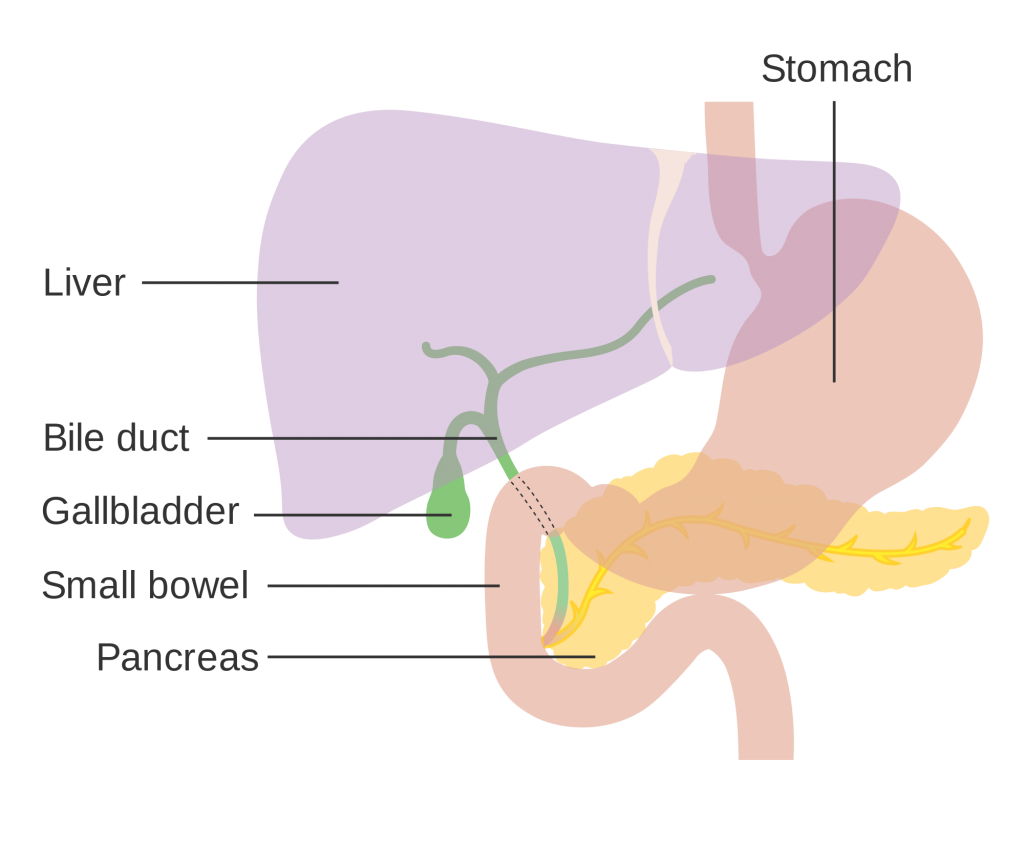 Child’s Rash from the Digestive System? – Pediatric Gastroenterologist